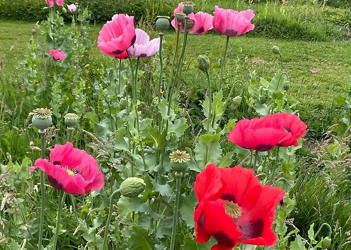 Fox Hill Brompton (Hambleton)